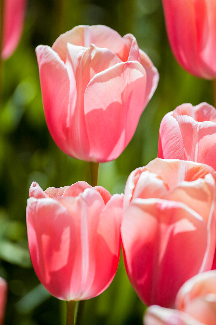 Tulipa, rosa