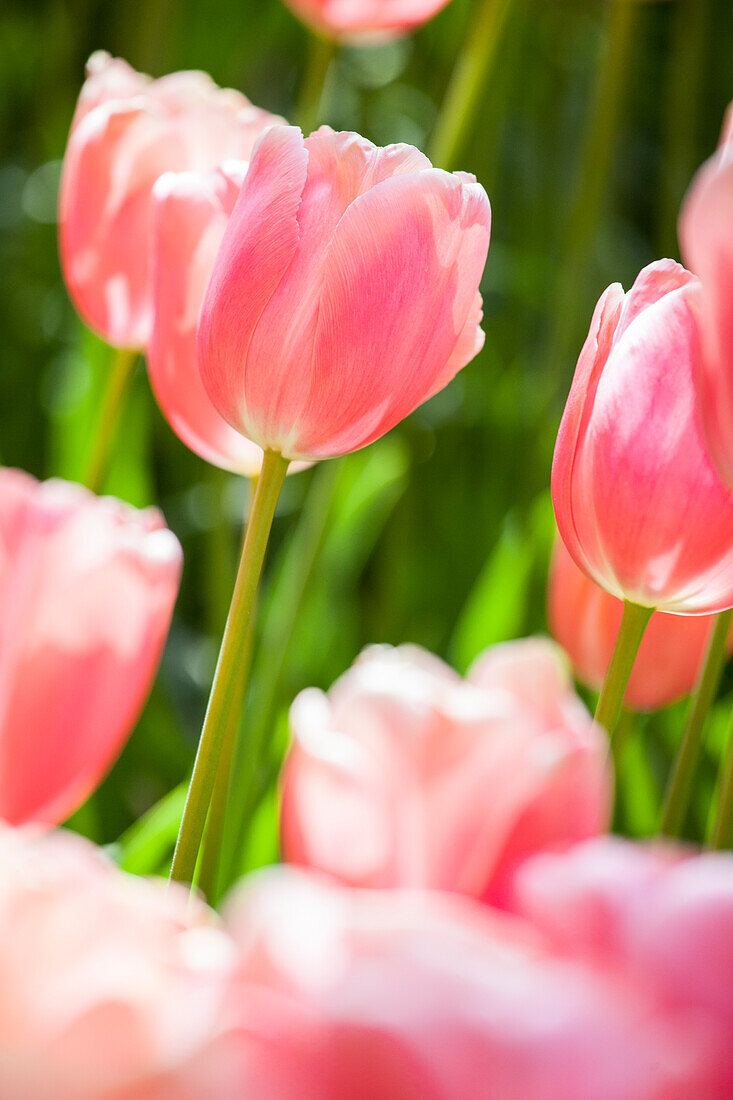 Tulipa, pink