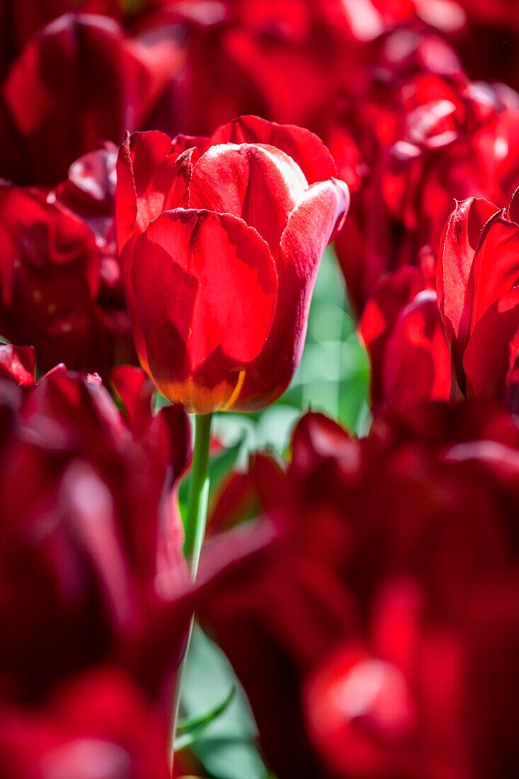 Tulipa, rot