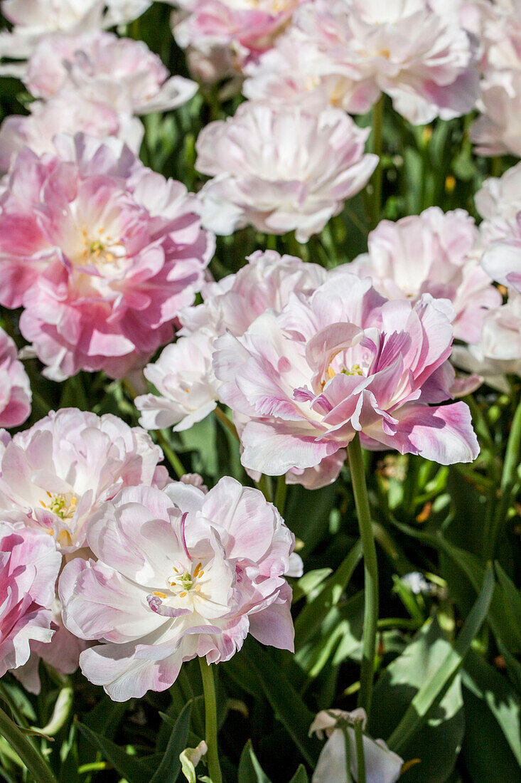 Tulipa 'Finola