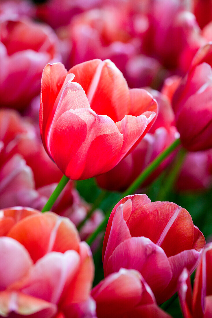 Tulipa, red