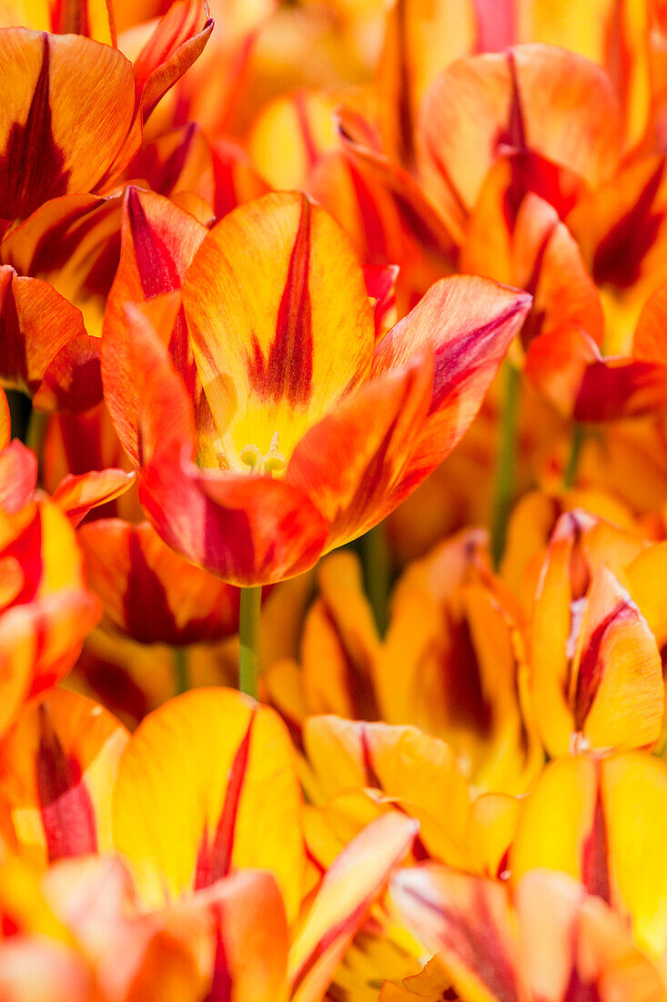 Tulipa, yellow-red