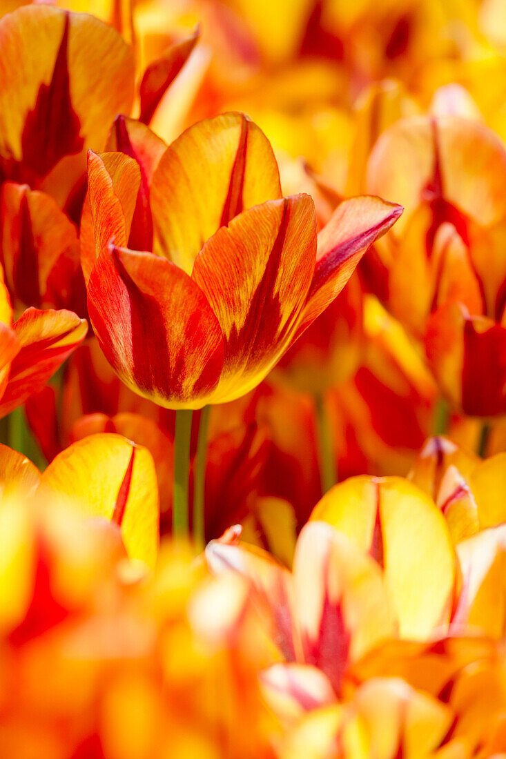 Tulipa, yellow-red