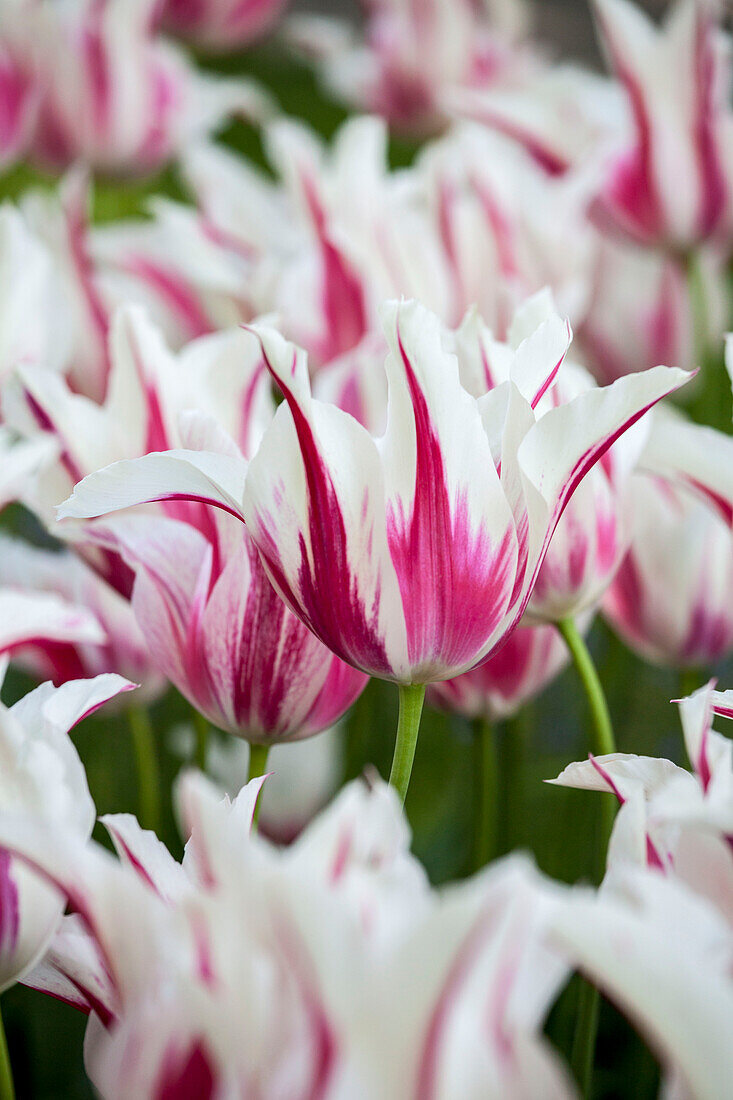 Tulipa Marilyn