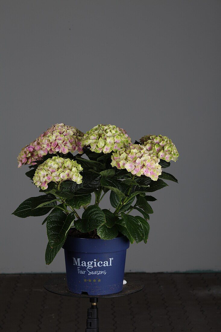 Hydrangea macrophylla wings