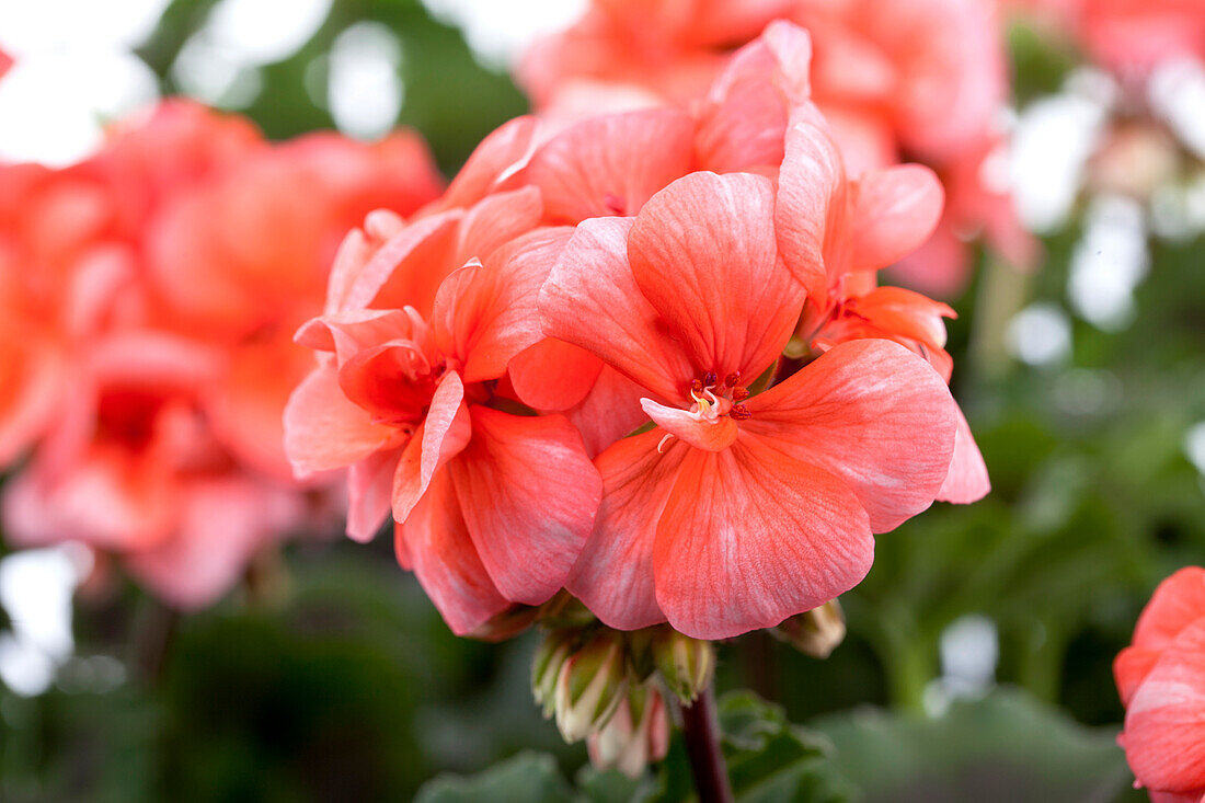 Pelargonium zonale