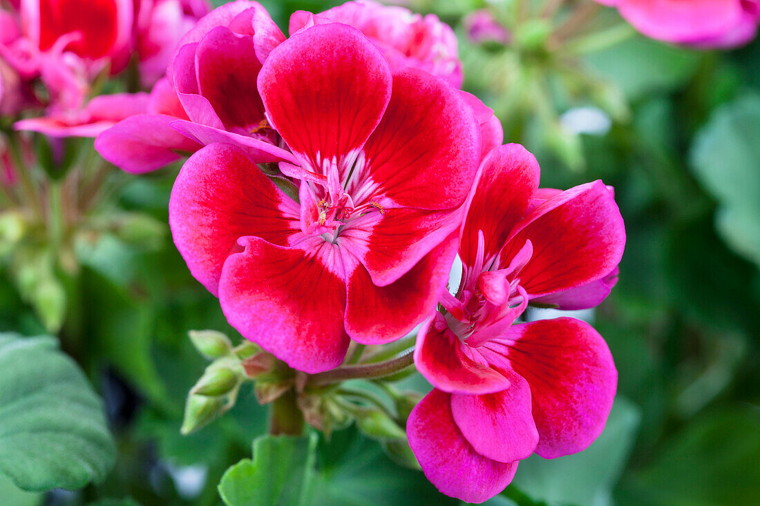 Pelargonium zonale