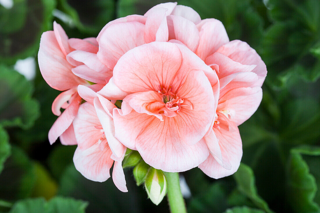 Pelargonium zonale