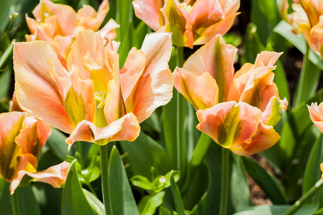 Tulipa viridiflora