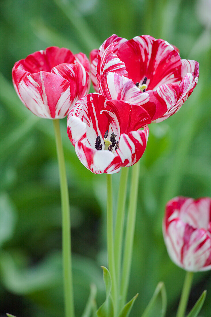 Tulipa 'Mabel'