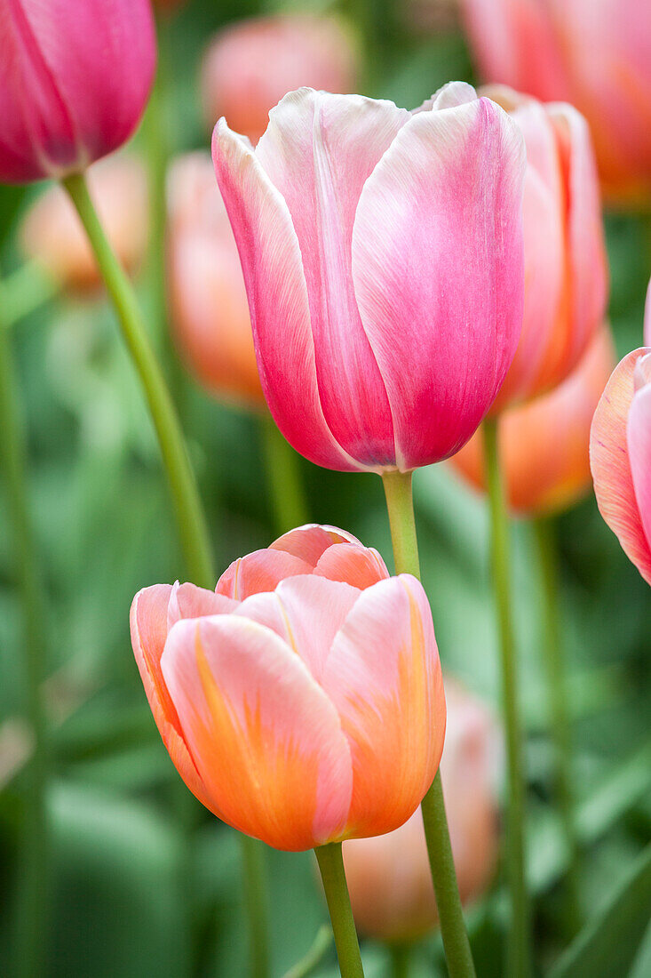 Tulipa 'Grand Cru Vacqueyras'
