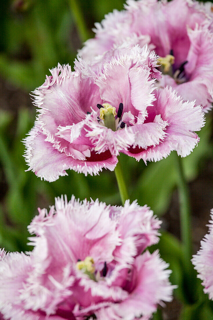 Tulipa crispa