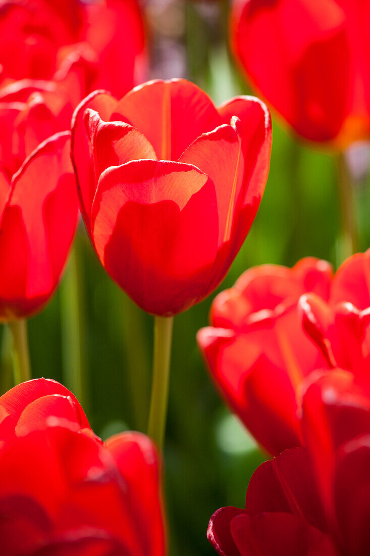 Tulipa, red