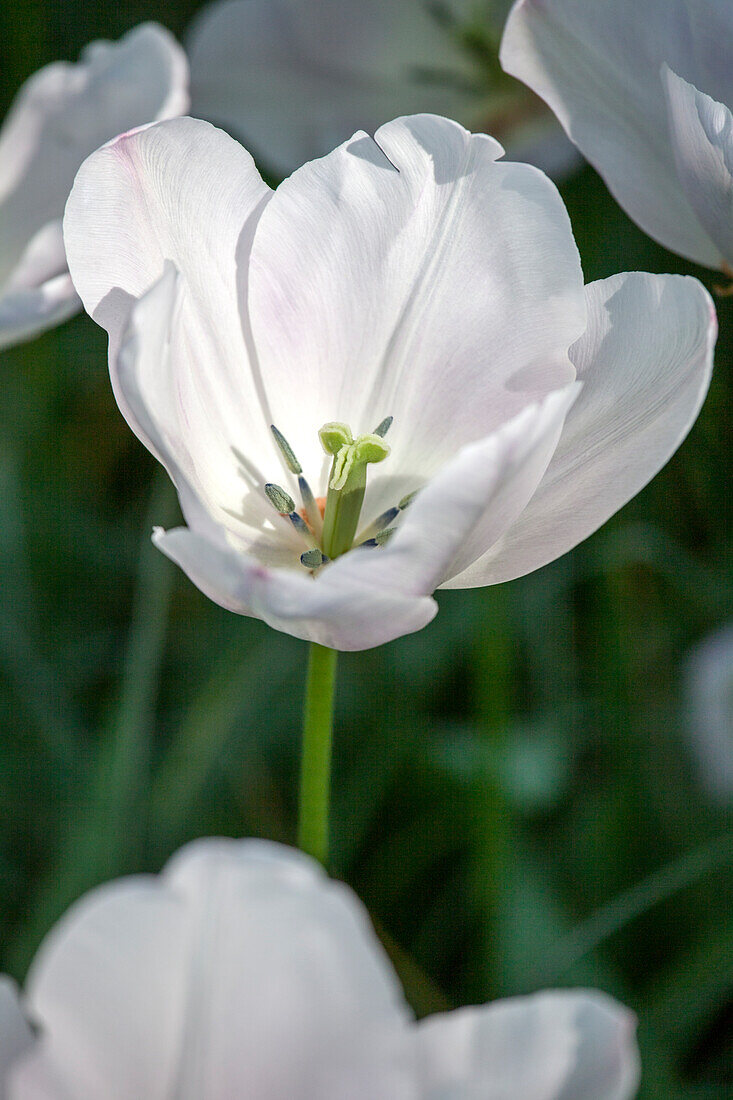 Tulipa, weiß