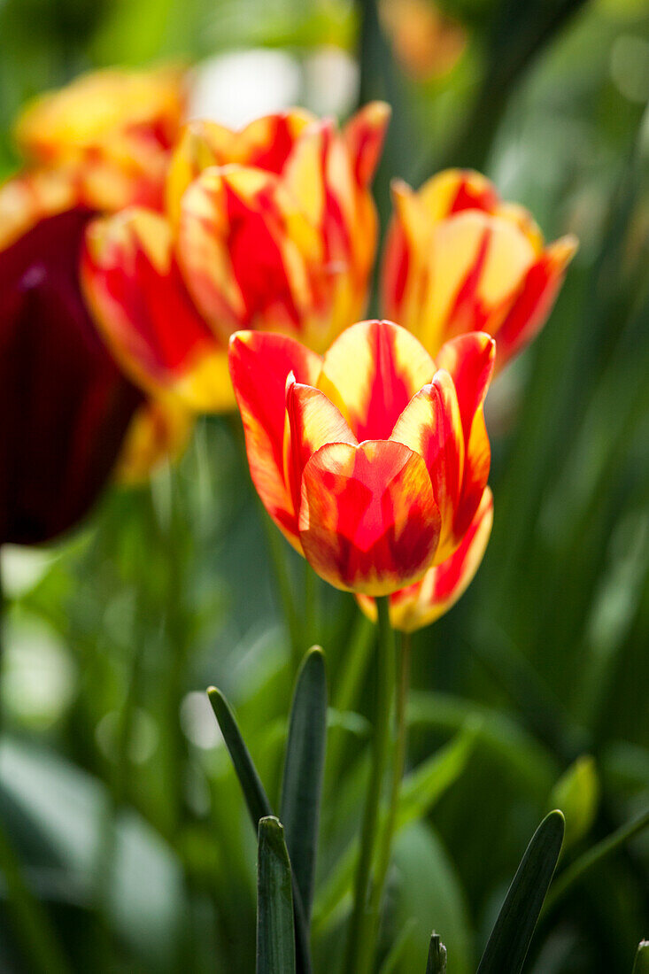 Tulipa, yellow-red
