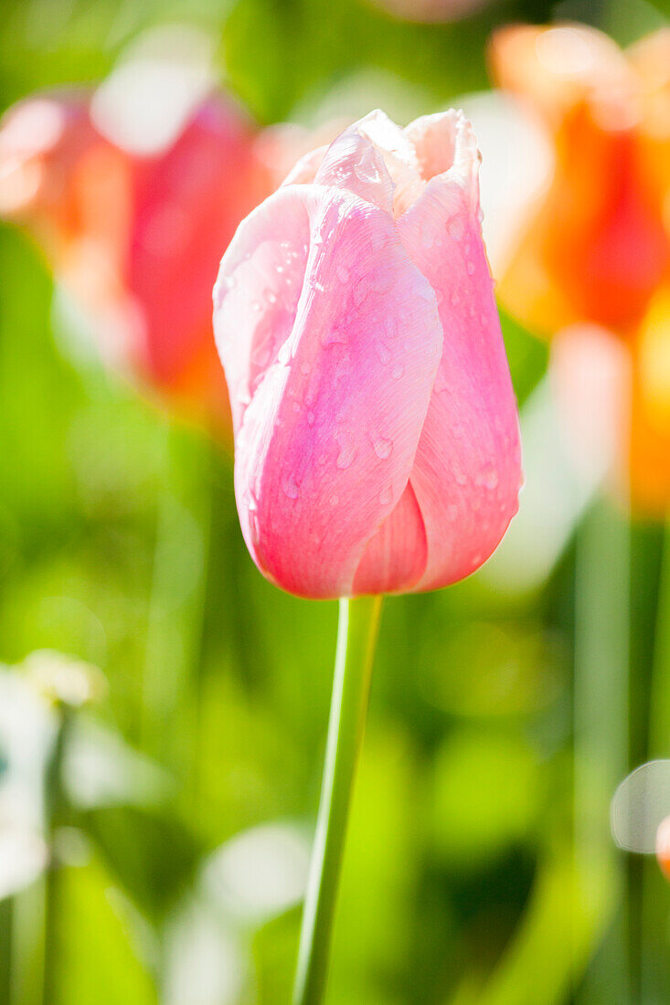 Tulipa 'Rosalie
