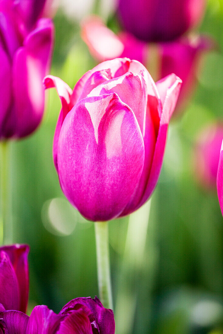 Tulipa 'Don Quichotte'