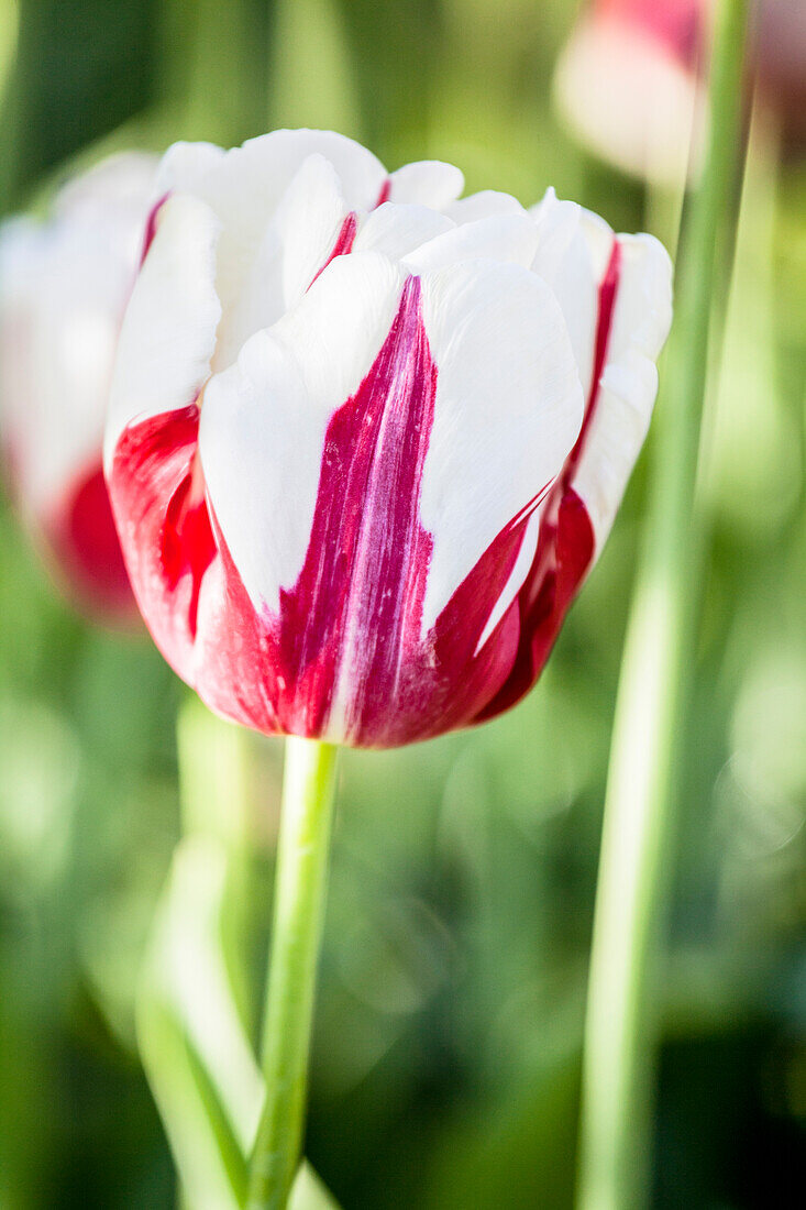 Tulipa 'World Expression'