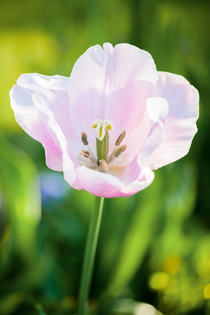 Tulipa 'Pink Diamond