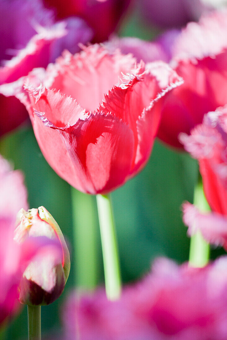 Tulipa 'Queensland'