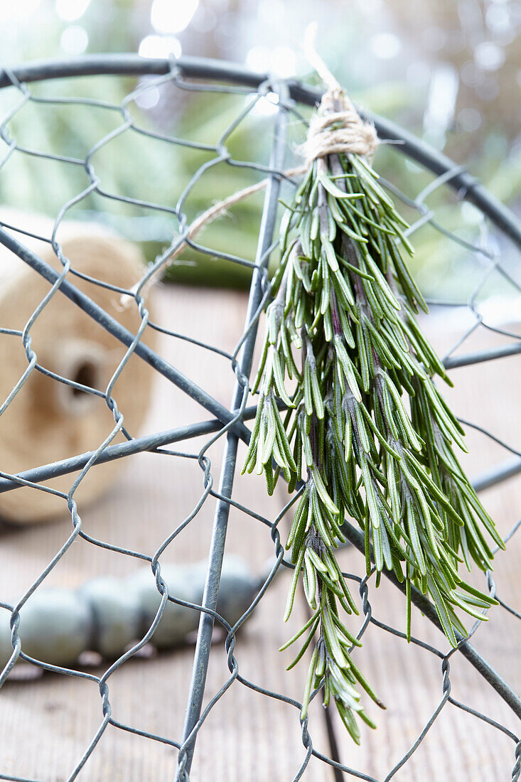 Hanging rosemary branch on a trellis