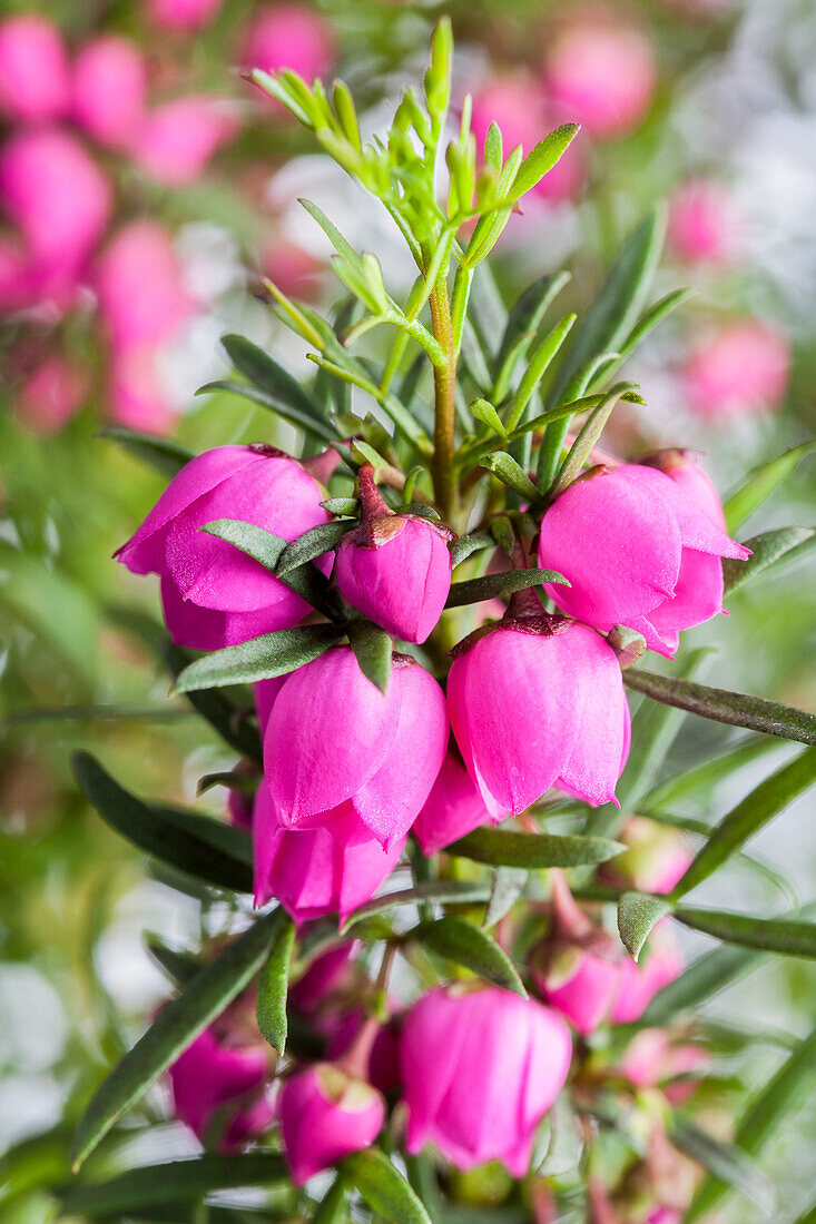 Boronia heterophylla