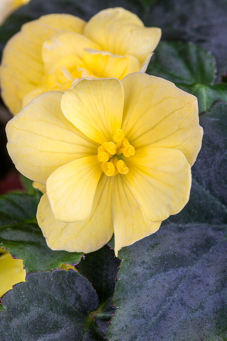 Begonia, yellow