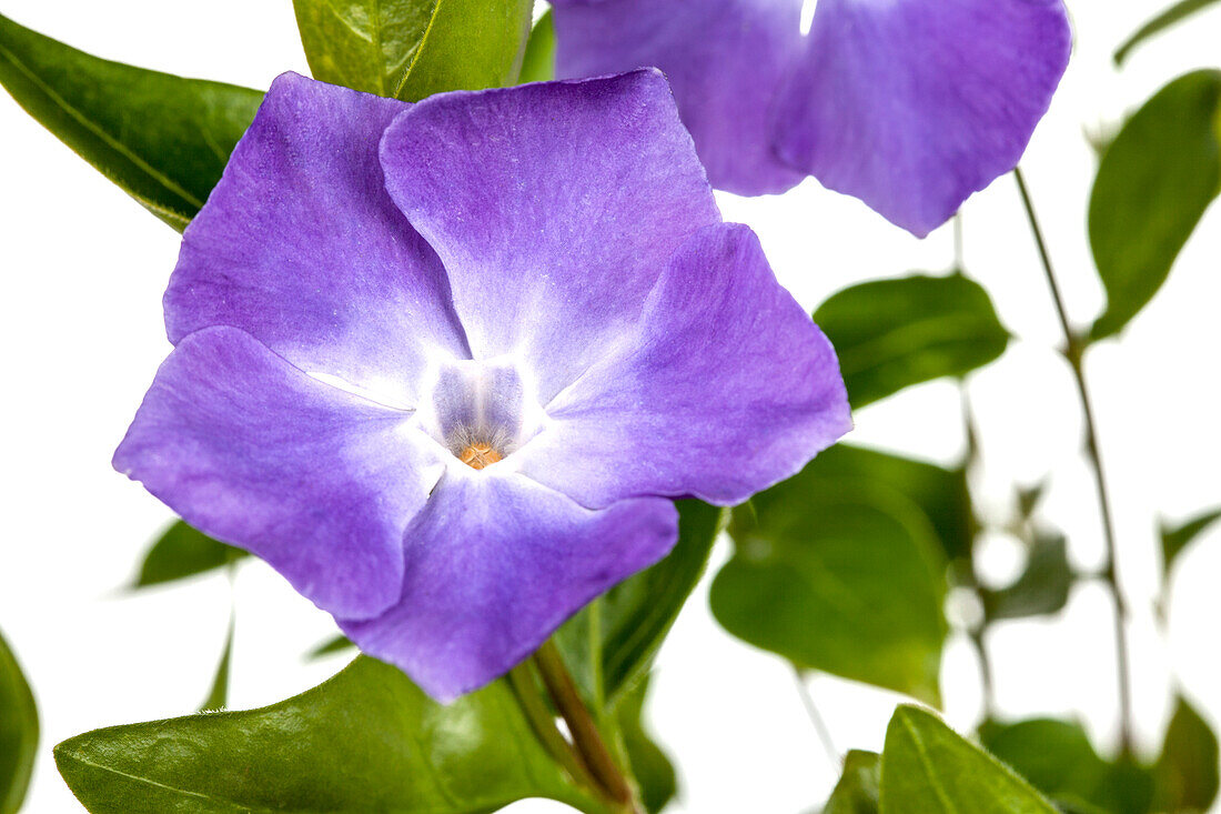 Vinca major