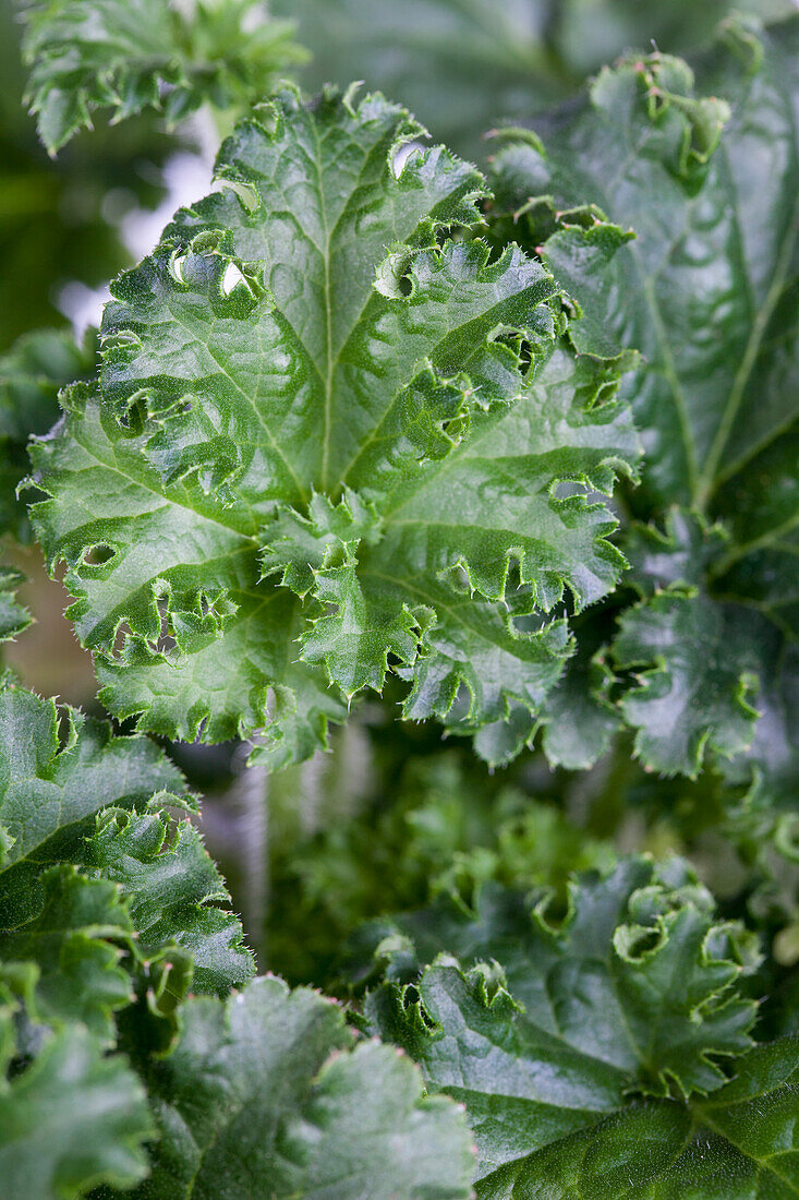 Heuchera