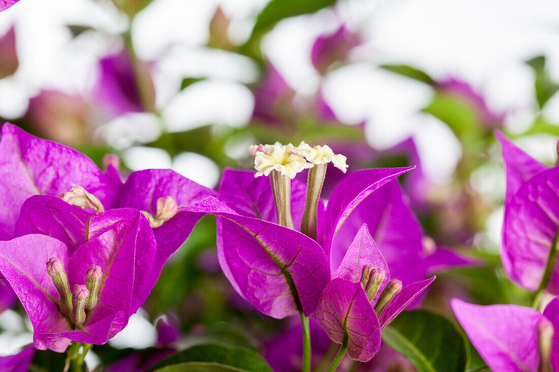 Bougainvillea glabra 'Sanderiana'