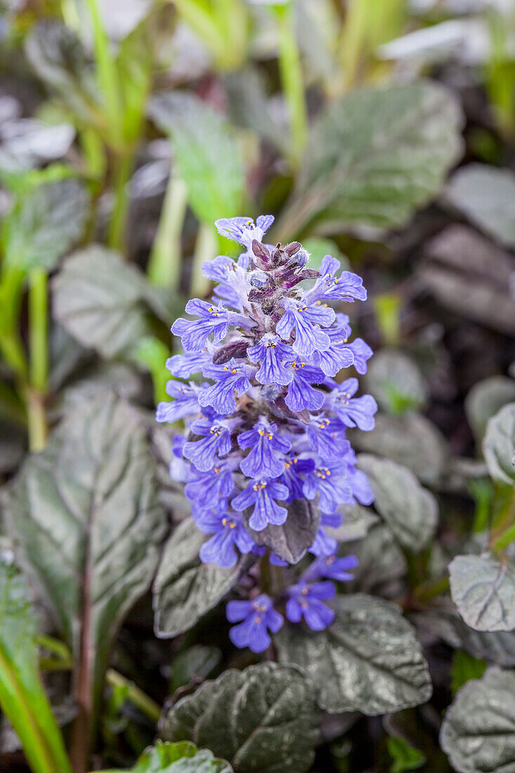 Ajuga reptans 'Brownheartedness