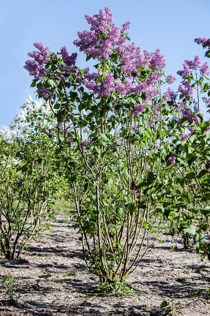 Syringa vulgaris 'Princesse Sturdza