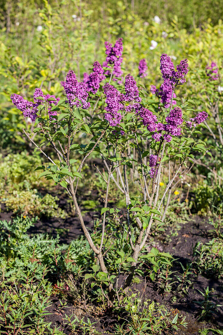 Syringa vulgaris 'In memory of Ludwig Späth' (German)