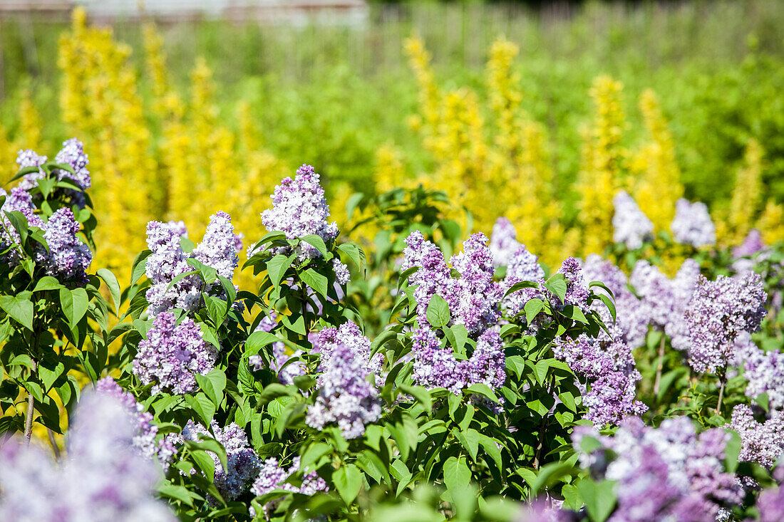 Syringa vulgaris