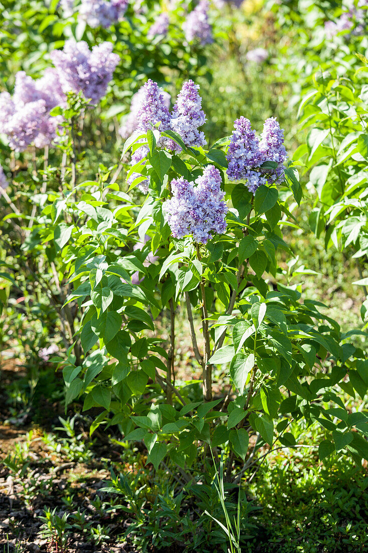 Syringa vulgaris