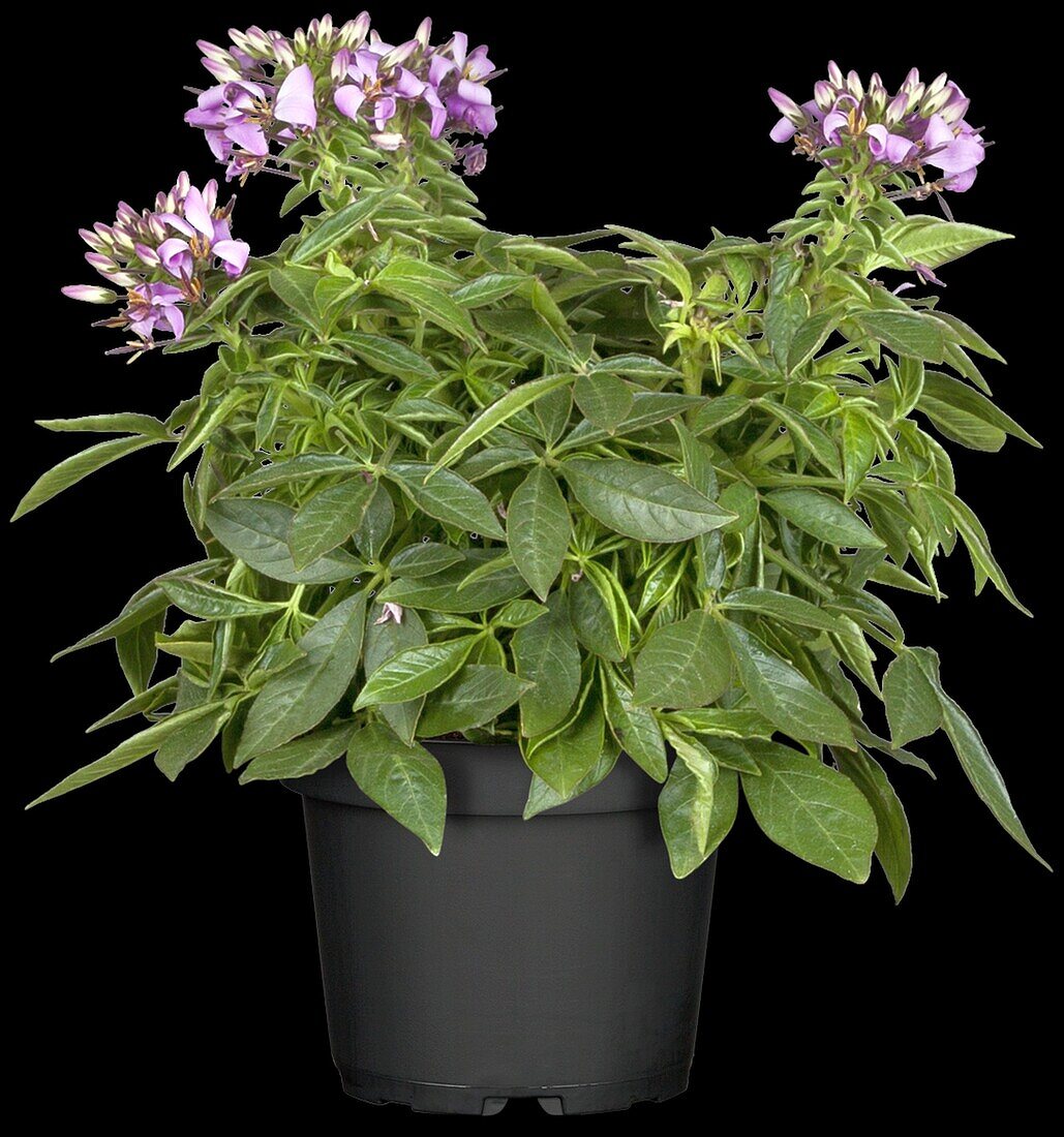 Cleome spinosa