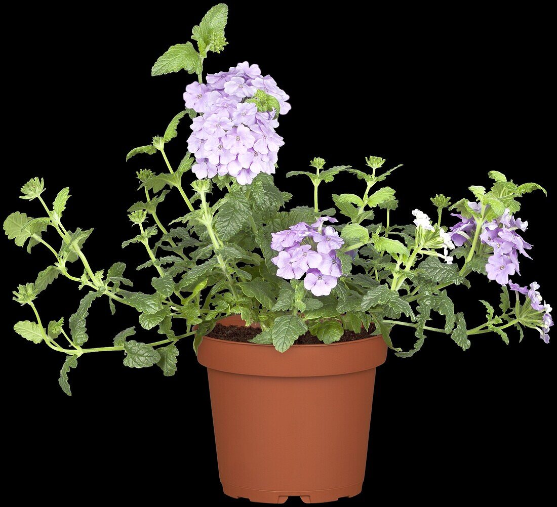 Verbena hybrid, hanging, purple