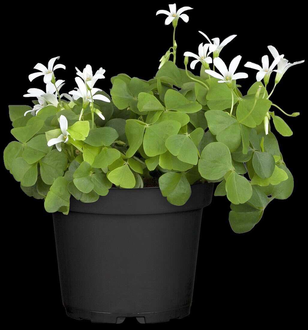 Oxalis triangularis