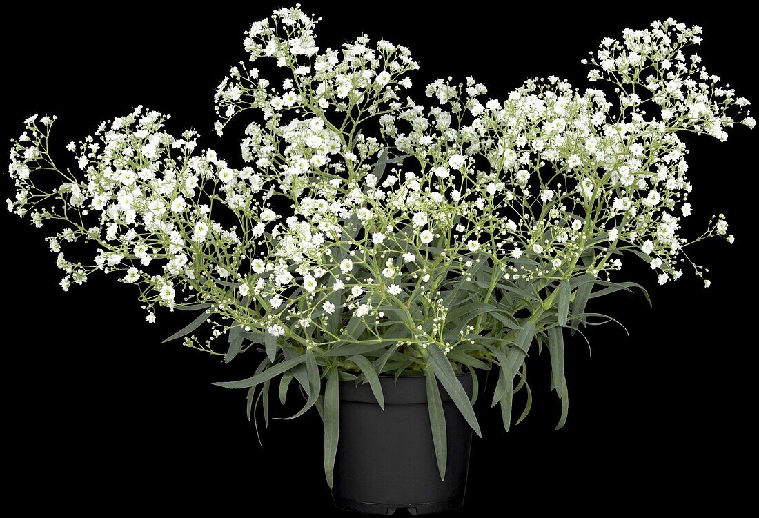 Gypsophila paniculata, weiß