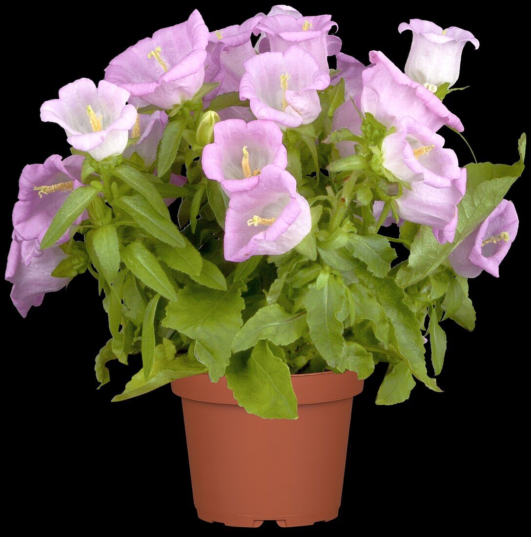 Campanula medium, pink