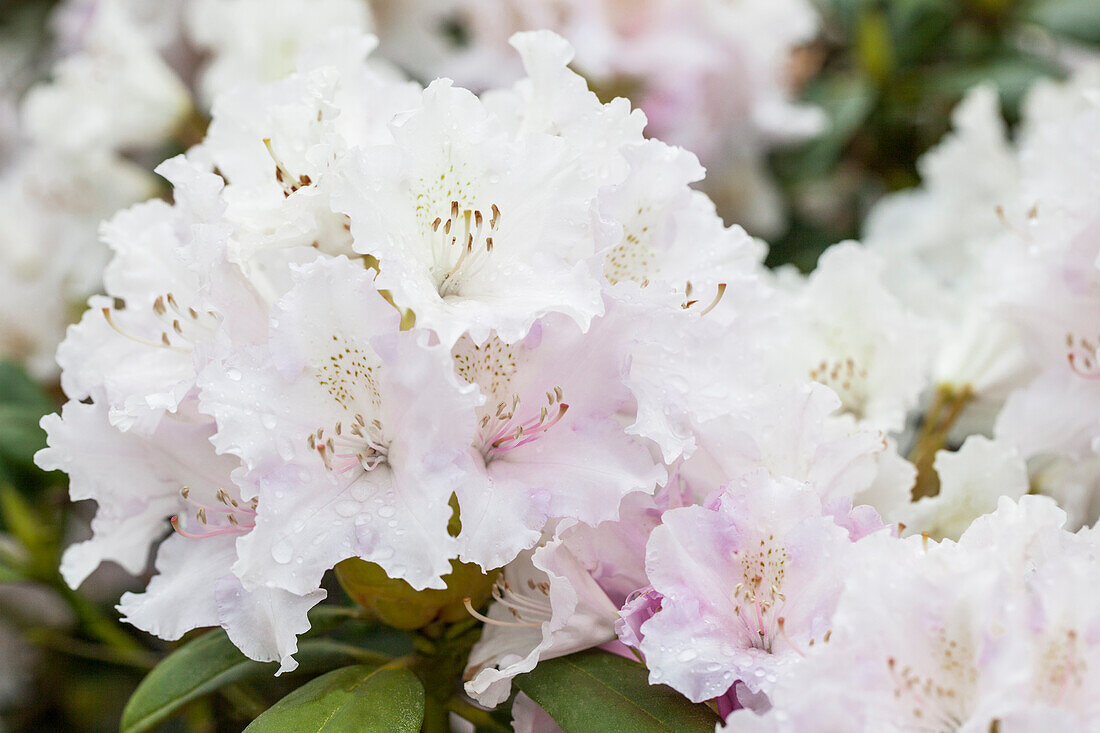 Rhododendron yakushimanum 'Snow Cloud'