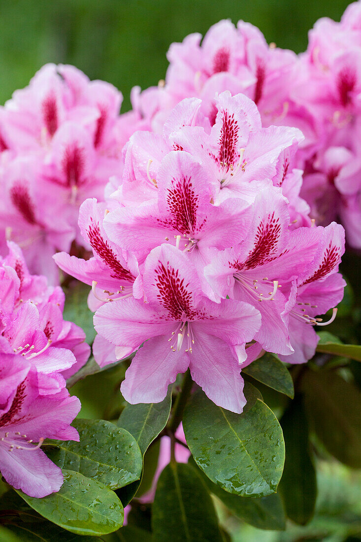 Rhododendron 'Furnivall's Daughter