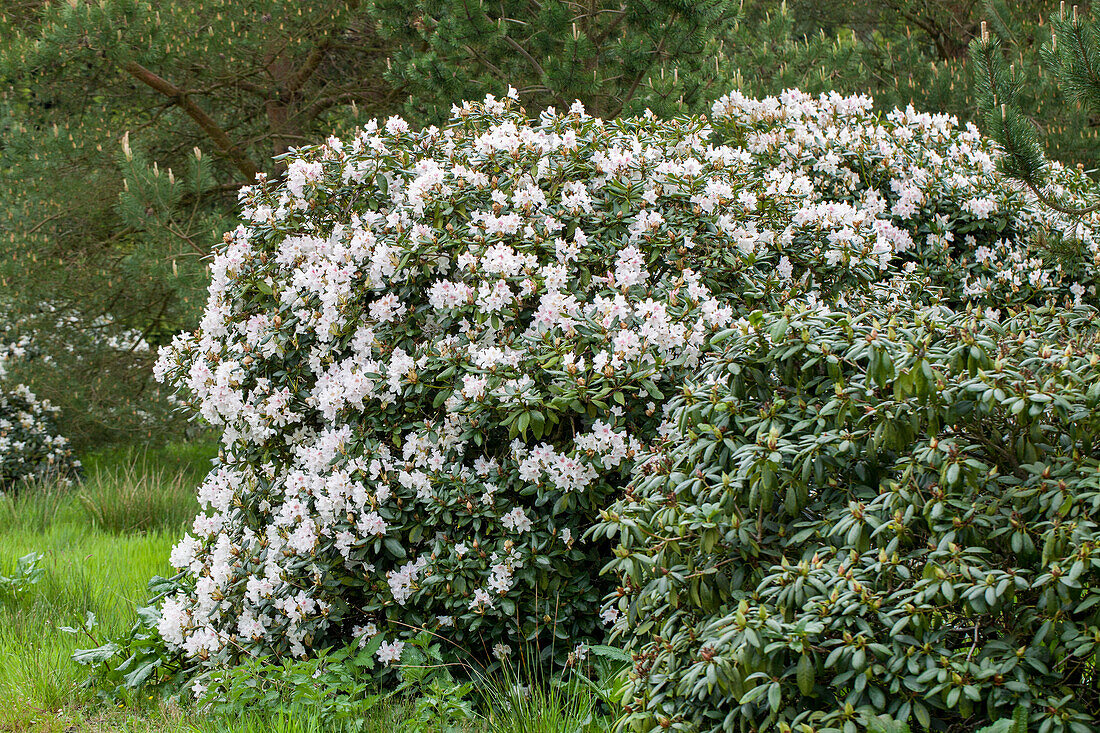 Rhododendron 'Schneeauge'