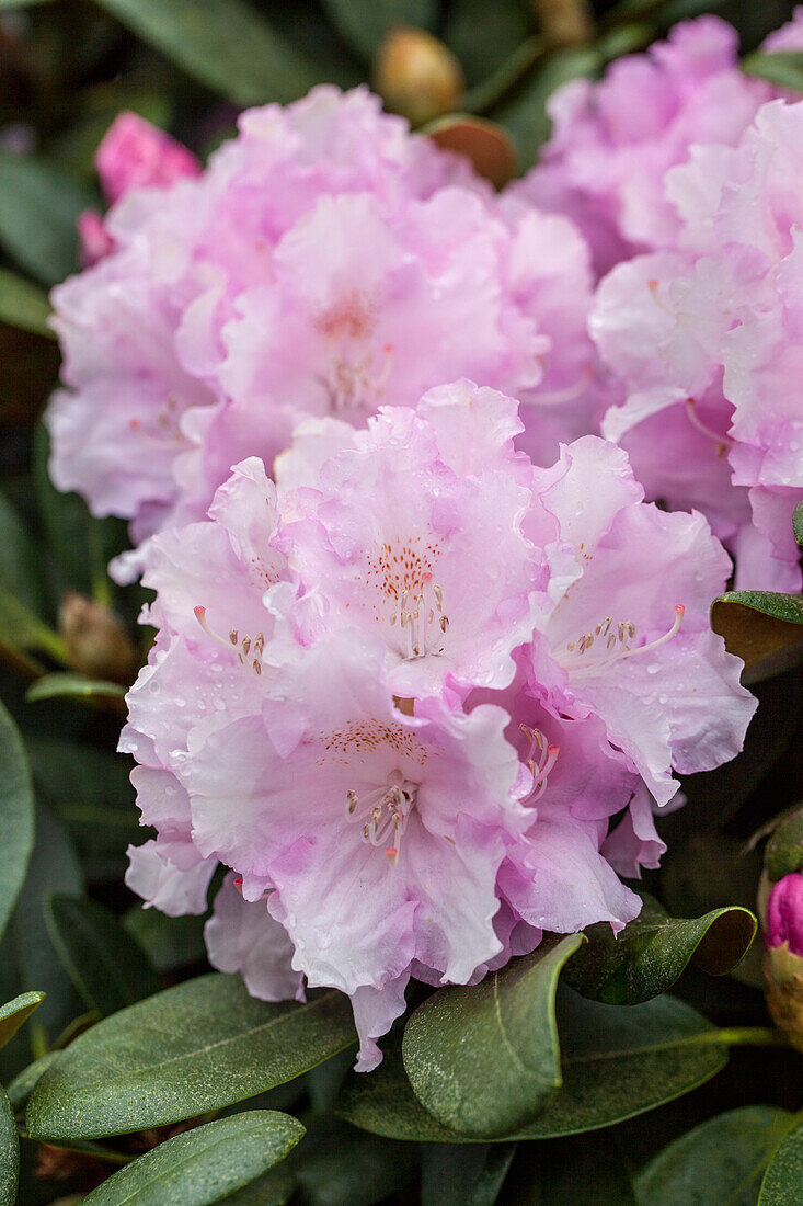 Rhododendron yakushimanum 'Silberwolke'