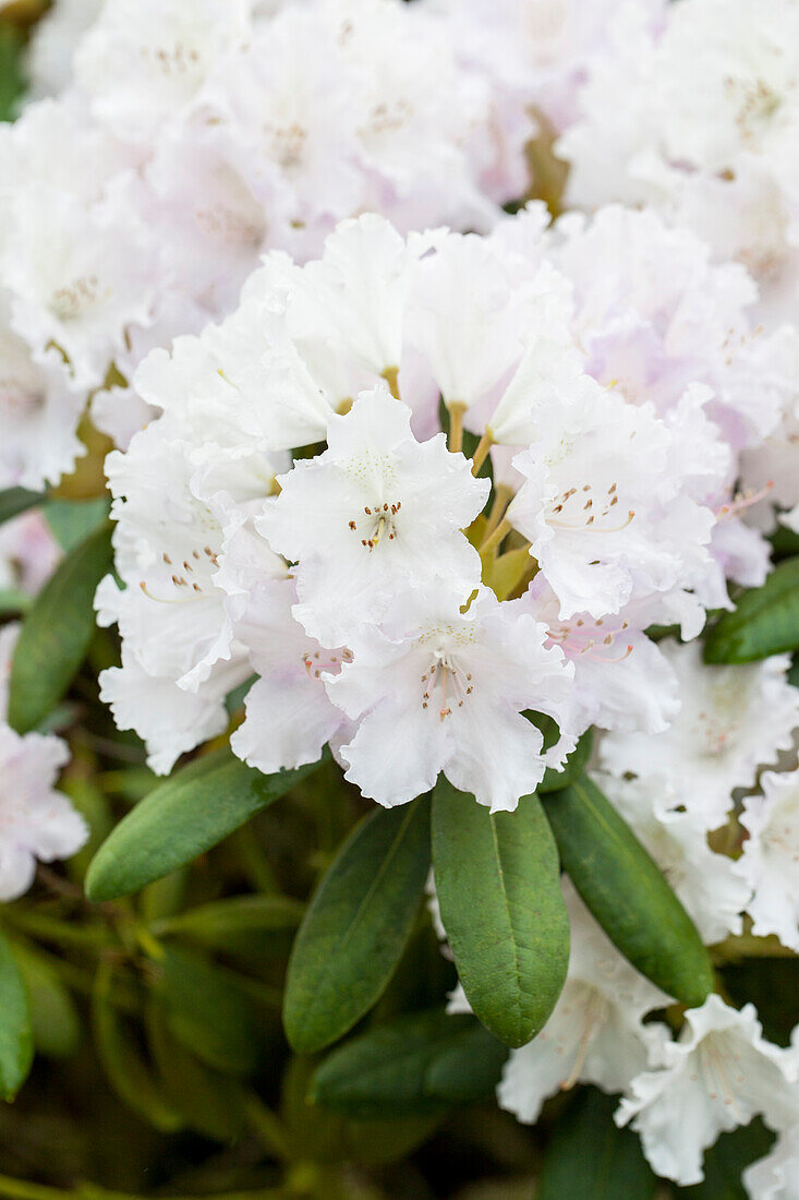 Rhododendron yakushimanum 'Schneewolke'