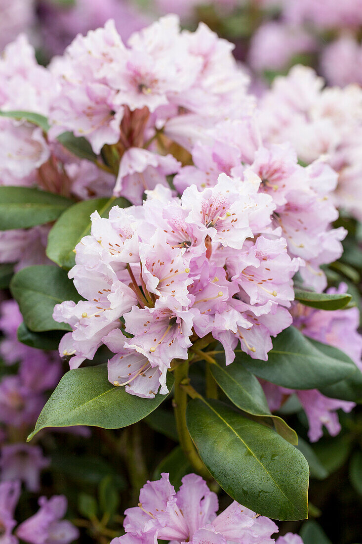 Rhododendron yakushimanum 'Silver Cloud'