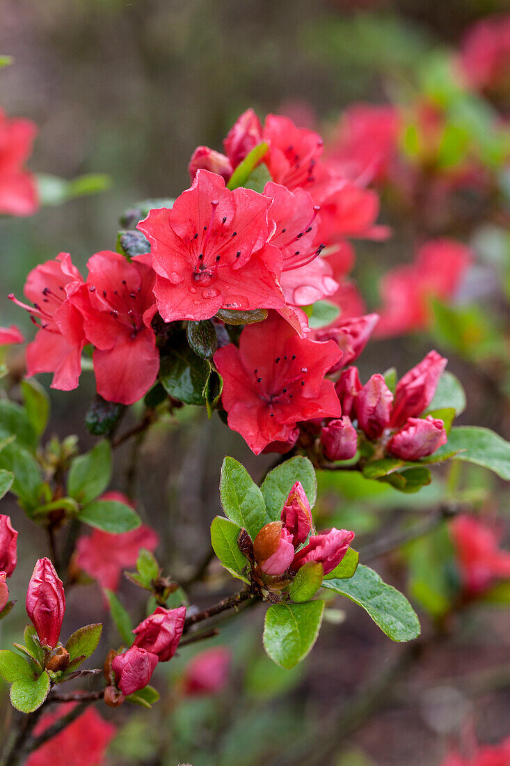 Rhododendron obtusum