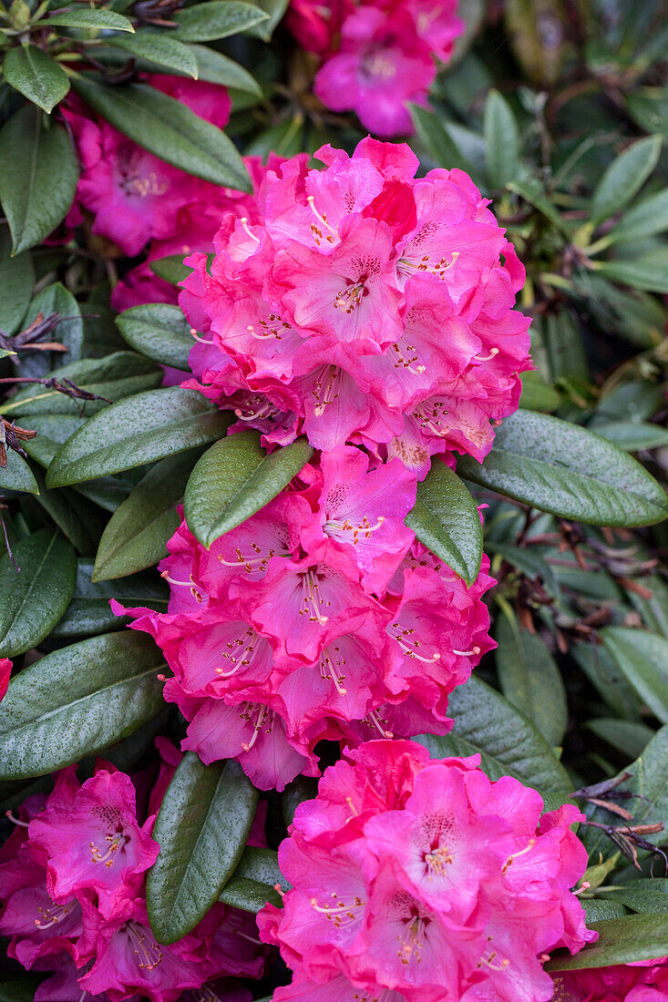 Rhododendron insigne 'Nefertiti