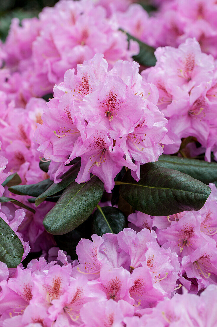 Rhododendron 'Lavender Dream