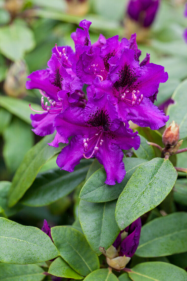 Rhododendron 'Rhododendronpark Graal-Müritz'